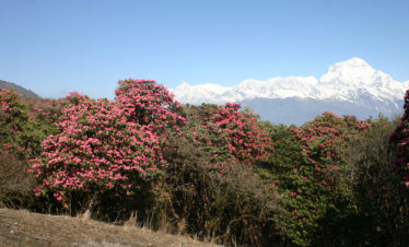 Ghorepani Poon Hill Trek