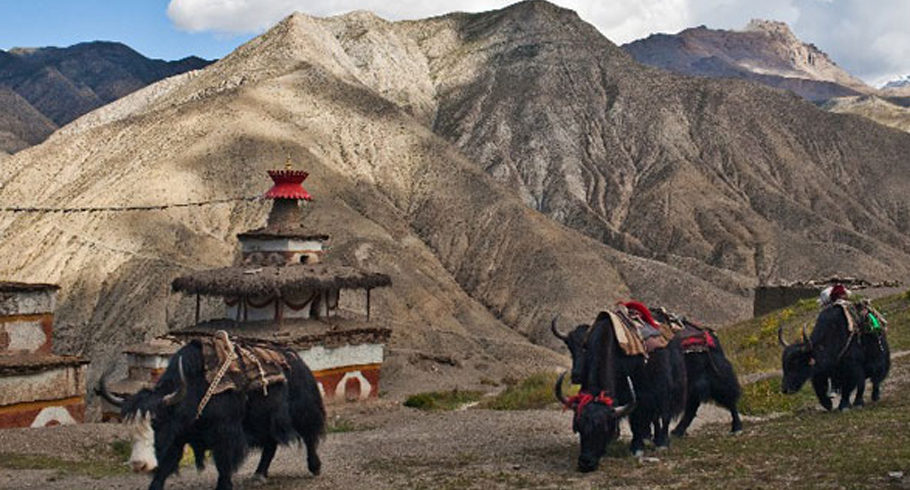 Upper Dolpo Trek